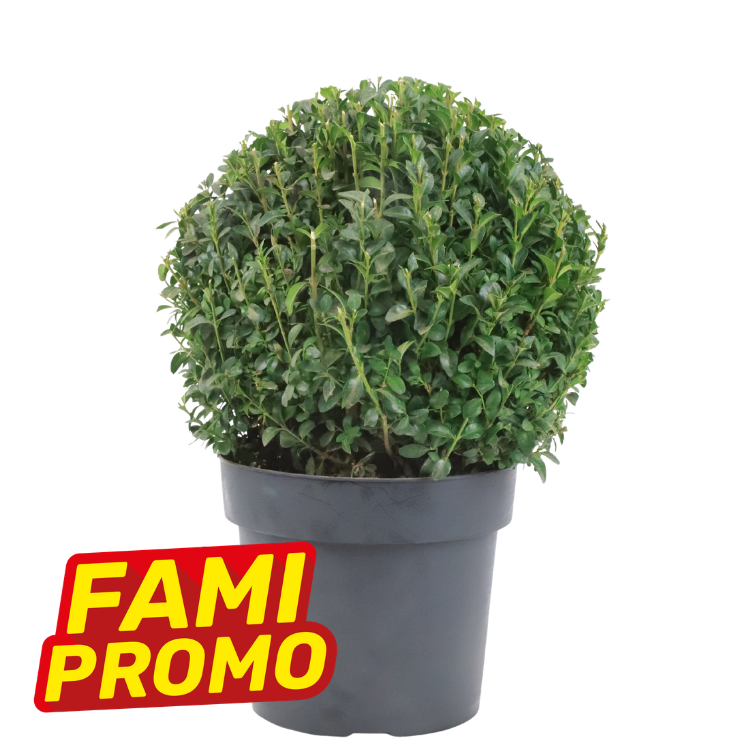 Round boxwood topiary in black plastic pot with red and yellow "FAMI PROMO" promotional sticker