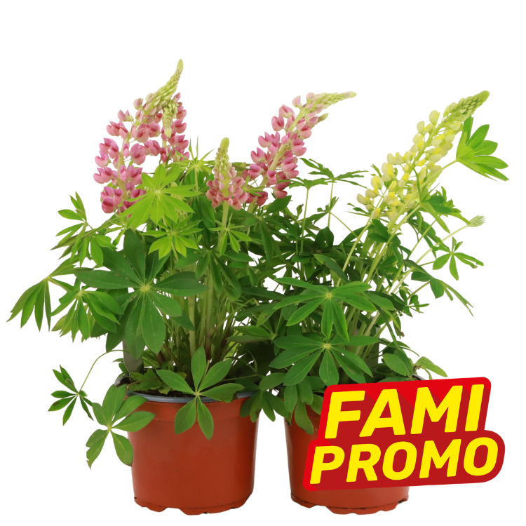 Two potted lupin plants with pink and yellow flower spikes and green palmate leaves, promotional "FAMI PROMO" label