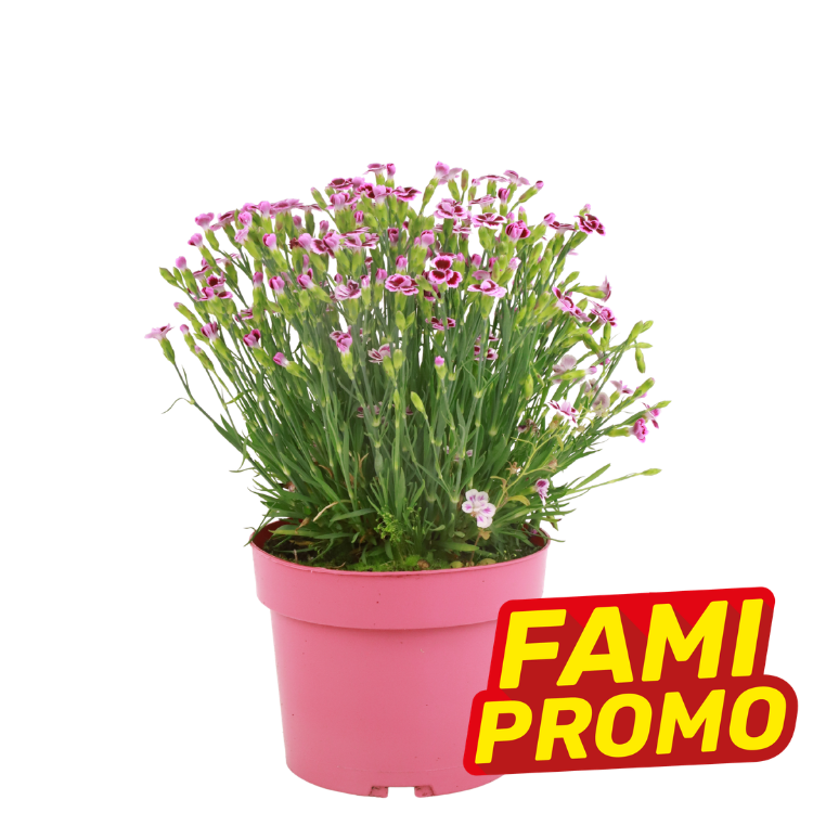 Pink dianthus (carnation) plant in pink pot with small magenta flowers and yellow-red "FAMI PROMO" promotional label