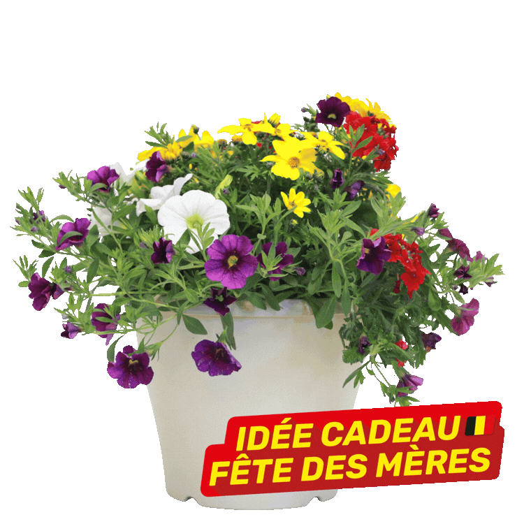 Three colourful potted bedding plants labelled 'Idée cadeau Fête des Mères' on white background