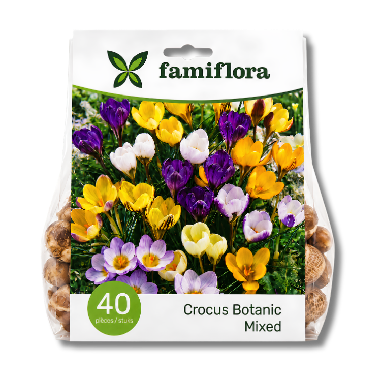 Pack of 40 Famiflora Crocus Botanic mixed bulbs showing purple, yellow and white crocus flowers on packaging
