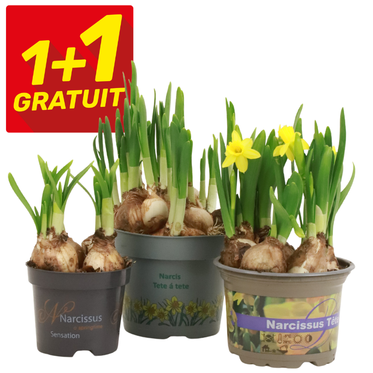 Three pots of Narcissus Tête-à-tête bulbs with green shoots and yellow flowers and a red '1+1 Gratuit' buy-one-get-one-free label
