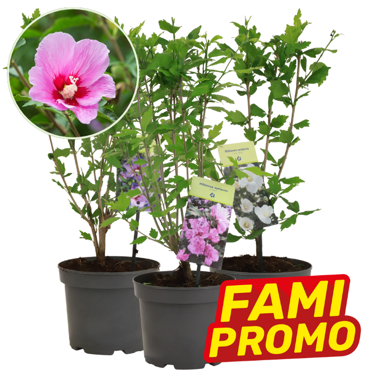 Three potted Hibiscus syriacus shrubs with green foliage and labelled tags, inset pink hibiscus flower and promotional FAMI PROMO badge