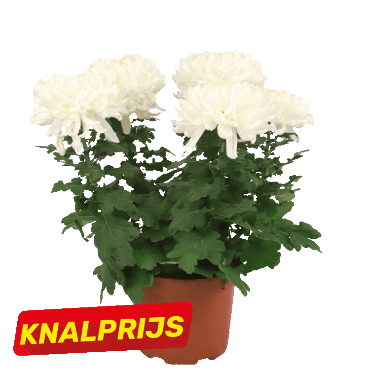 Three potted chrysanthemum plants (two white, one yellow) with red "Knalprijs" sale labels on a white background