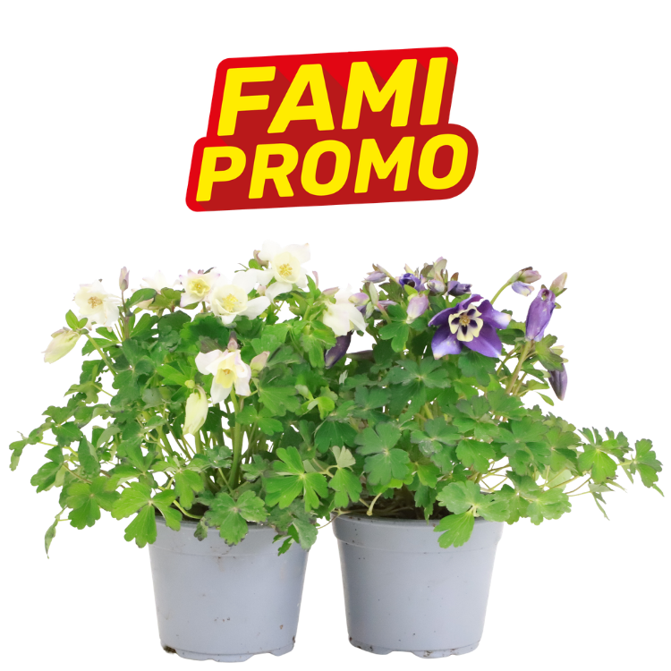 Two potted flowering plants with white and purple blooms beneath a red and yellow "FAMI PROMO" logo on a white background