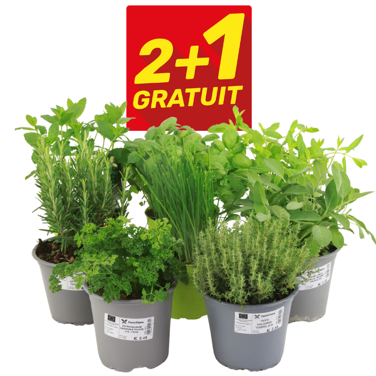 Potted fresh culinary herbs (rosemary, parsley, chives, thyme, basil, sage) with red '2+1 gratuit' promotional sign indicating buy 2 get 1 free