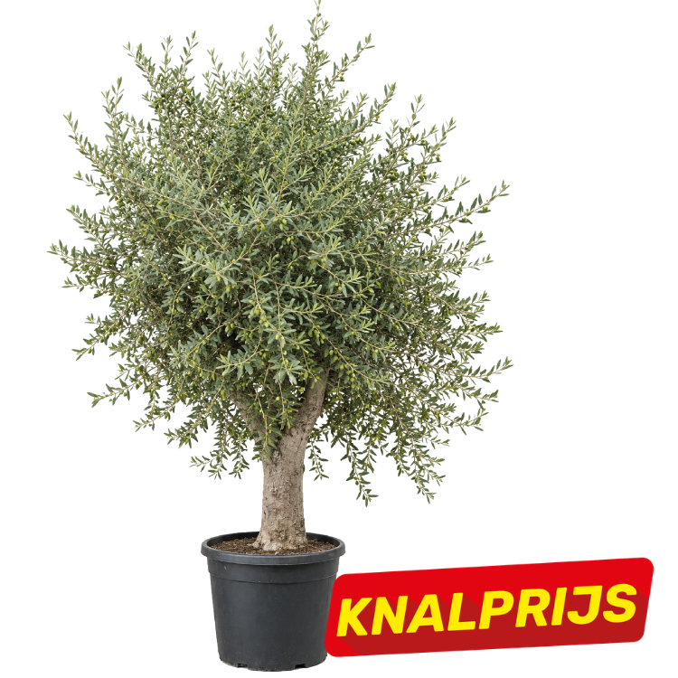 Potted olive tree with dense foliage and thick trunk, promotional red and yellow KNALPRIJS sale badge
