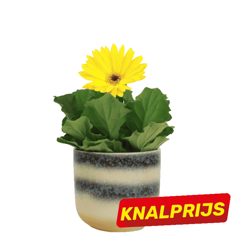 Five potted Gerbera daisies in assorted colours with red 'Knalprijs' sale labels on a white background