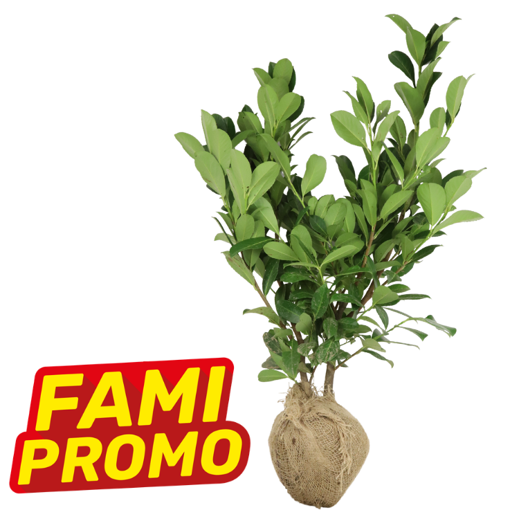 Balled-and-burlapped young green shrub with glossy oval leaves on white background, red and yellow 'FAMI PROMO' sale badge