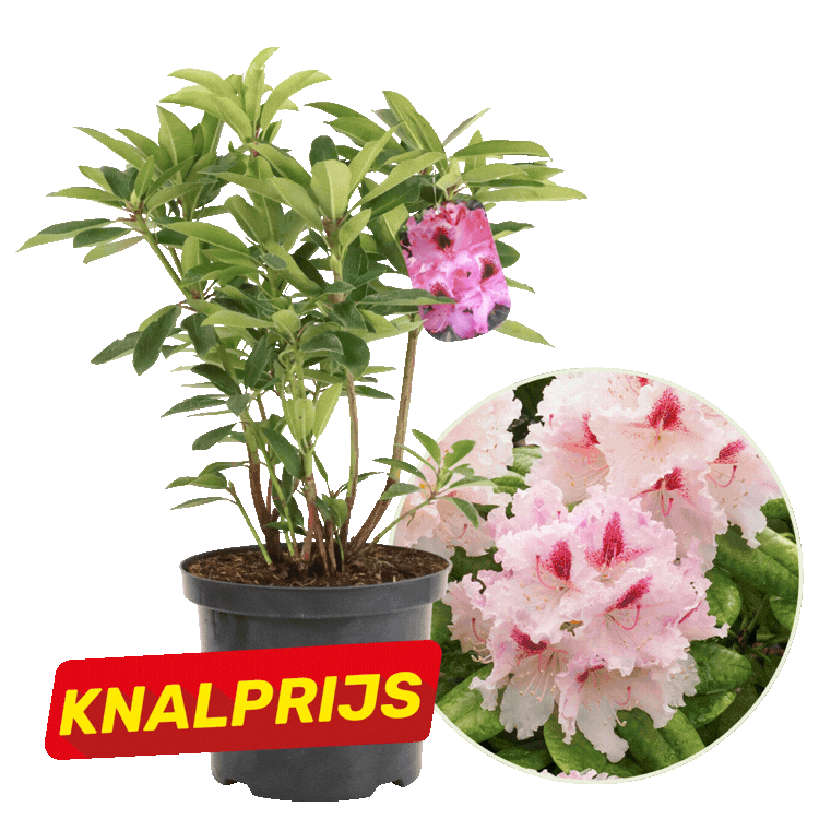 Two potted rhododendron plants with glossy green leaves and clusters of pale and bright pink flowers, each marked with a red "KNALPRIJS" sale label