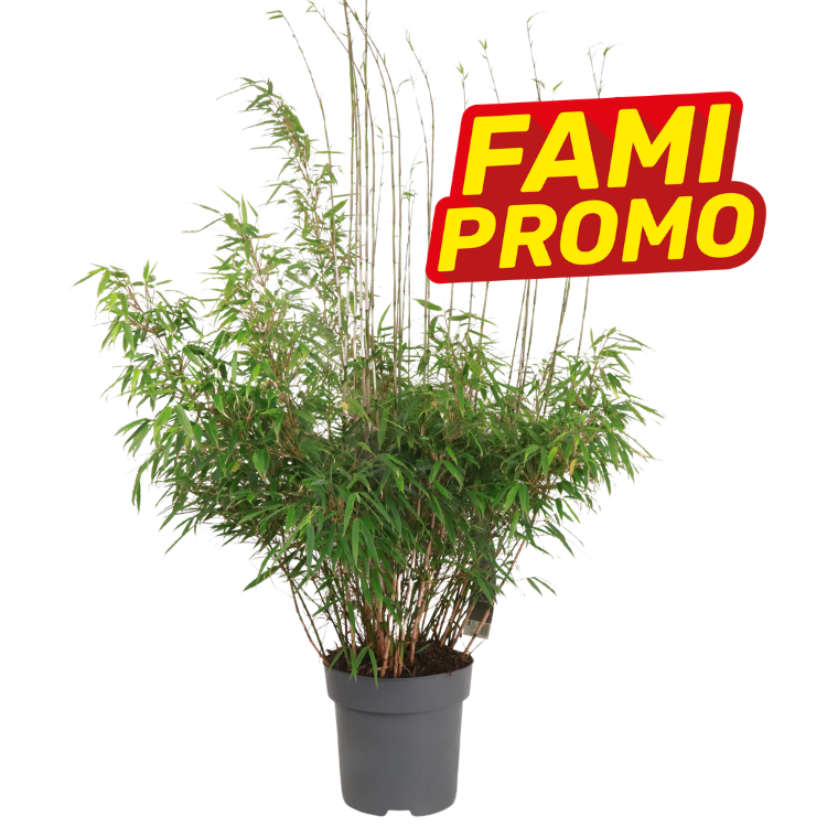 Potted bamboo plant with dense green foliage and tall slender canes, red-yellow "FAMI PROMO" promotional badge