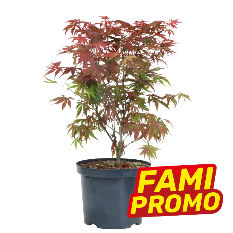 Potted Japanese maple tree with red and green foliage in black nursery pot on white background with yellow-red ‘FAMI PROMO’ badge