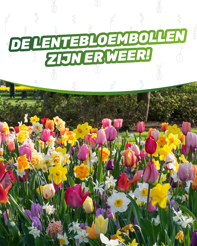 Colourful spring bulb display of tulips and daffodils in a park flower bed with banner reading 'Spring bulbs are back'