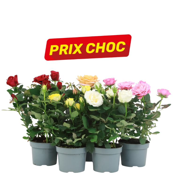 Tray of small potted roses in red, yellow, white and pink beneath a red 'Prix Choc' sale sign