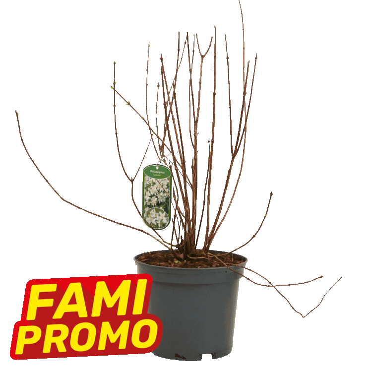 Potted bare shrub (left) and the same shrub in white flower bloom (right) with FAMI PROMO label