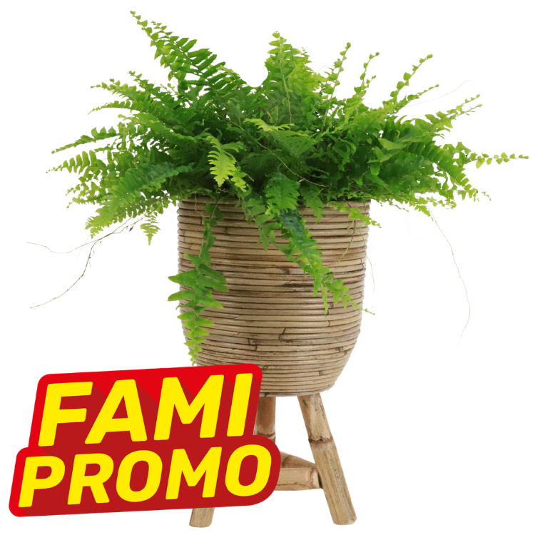 Boston fern in woven rattan planter on wooden tripod stand with red 'FAMI PROMO' promotional badge