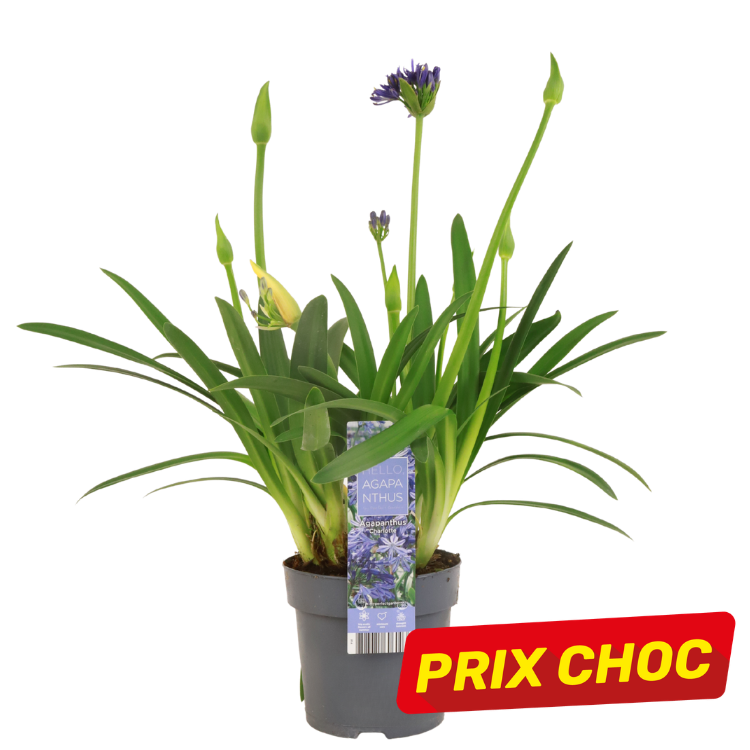 Potted Agapanthus plant with green strappy leaves and purple flower buds, grey nursery pot and red 'PRIX CHOC' promotional tag