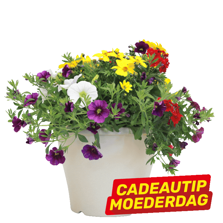 Three colourful potted spring flower arrangements (petunias and begonias) with yellow-red 'Cadeautip Moederdag' labels on a white background