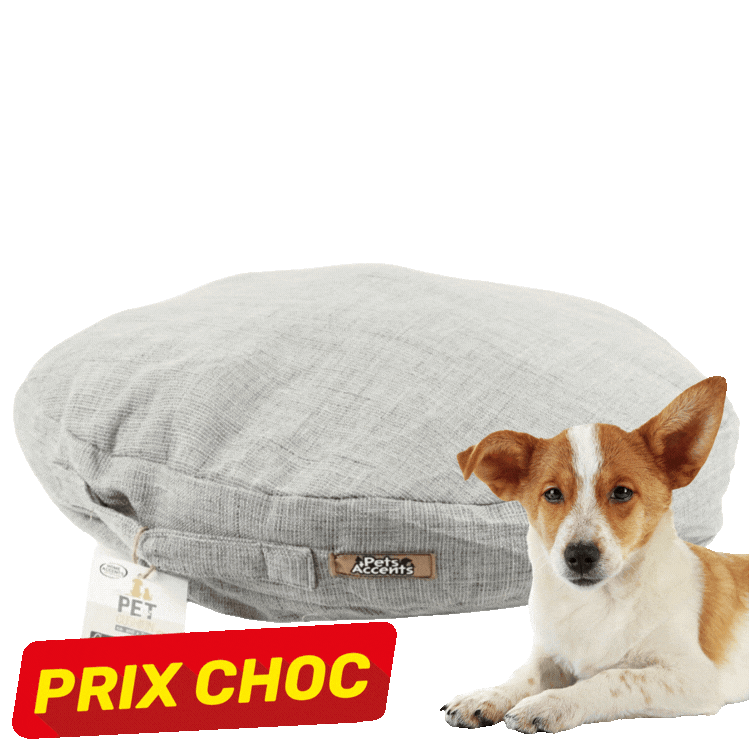 Small Jack Russell terrier lying beside round beige and grey pet beds on white background, studio product shot